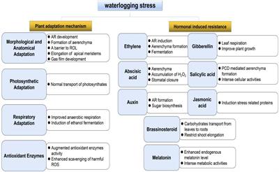 Mechanisms of Waterlogging Tolerance in Plants: Research Progress and Prospects